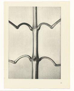 plánovat studii Archetypy umění (název série) od Karl Blossfeldt