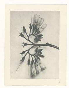 plánovat studii Archetypy umění (název série) od Karl Blossfeldt