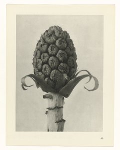 plánovat studii Archetypy umění (název série) od Karl Blossfeldt