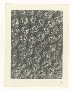 plánovat studii Archetypy umění (název série) od Karl Blossfeldt