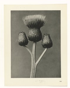 plánovat studii Archetypy umění (název série) od Karl Blossfeldt