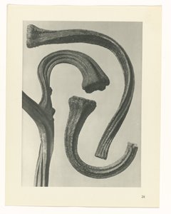 plánovat studii Archetypy umění (název série) od Karl Blossfeldt