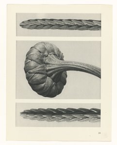 plánovat studii Archetypy umění (název série) od Karl Blossfeldt