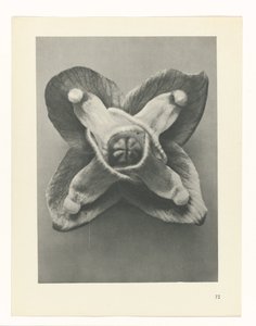 plánovat studii Archetypy umění (název série) od Karl Blossfeldt