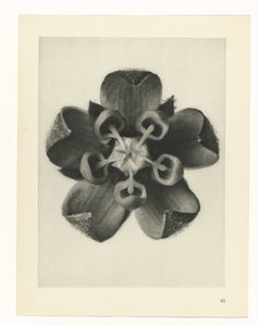 plánovat studii Archetypy umění (název série) od Karl Blossfeldt