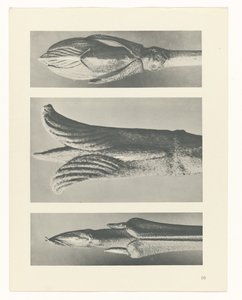 plánovat studii Archetypy umění (název série) od Karl Blossfeldt