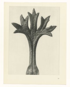 plánovat studii Archetypy umění (název série) od Karl Blossfeldt