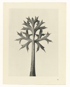 plánovat studii Archetypy umění (název série) od Karl Blossfeldt