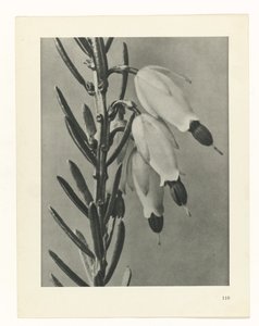 plánovat studii Archetypy umění (název série) od Karl Blossfeldt
