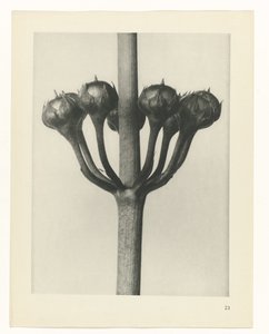 plánovat studii Archetypy umění (název série) od Karl Blossfeldt
