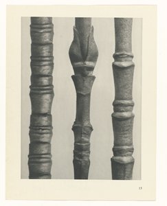 plánovat studii Archetypy umění (název série) od Karl Blossfeldt