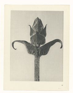 plánovat studii Archetypy umění (název série) od Karl Blossfeldt
