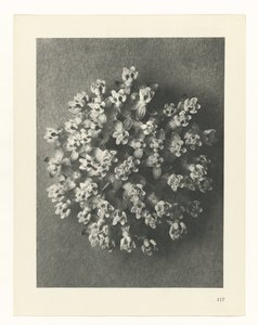 plánovat studii Archetypy umění (název série) od Karl Blossfeldt