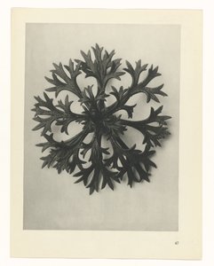 plánovat studii Archetypy umění (název série) od Karl Blossfeldt