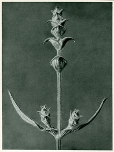 Salvia, 1929 (hlubotisk) od Karl Blossfeldt