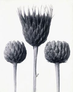 Serratula Nudicaulis (pilatka obecná s obnaženými stonky), kolem roku 1928 (želatinový stříbrný tisk) od Karl Blossfeldt