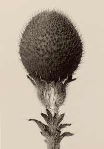 [Trnitá cibulovitá rostlina] od Karl Blossfeldt