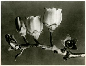 Vaccinium Corymbosum. 1929 (hlubotisk)