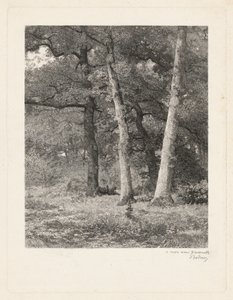 Lesní mýtina od Karl Bodmer