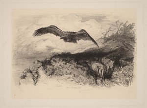 Orel v letu od Karl Bodmer