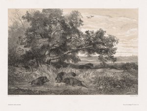 Zvířata a krajina podle přírody: Divoké prase v rybníku, c. 1850. od Karl Bodmer