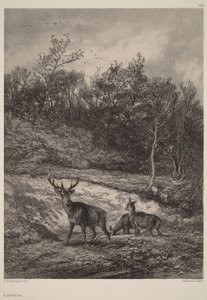 U vody od Karl Bodmer