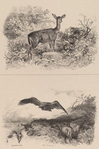 Doe, orel. od Karl Bodmer