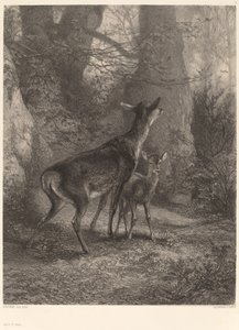 Srnka a kolouch od Karl Bodmer