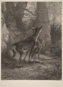 Lanička a koloušek od Karl Bodmer