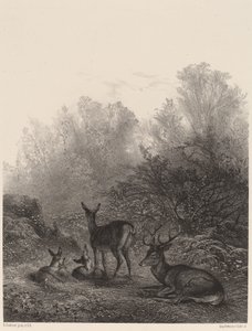 Jelen odpočívá od Karl Bodmer