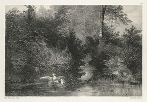 Kachny (kachny) od Karl Bodmer