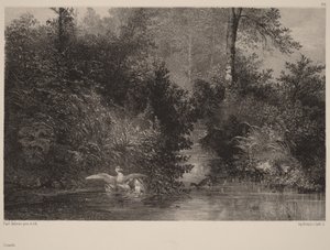 Kachny od Karl Bodmer