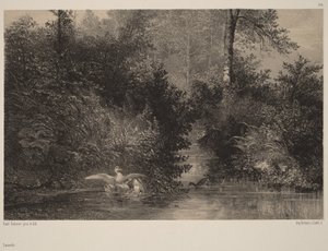 Kachny od Karl Bodmer