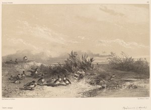Divoké kachny. od Karl Bodmer