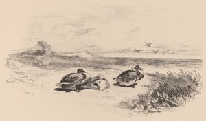 Divoké kachny. od Karl Bodmer