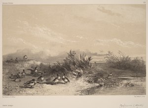 Divoké kachny od Karl Bodmer