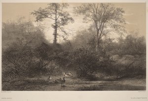 Divoké kachny od Karl Bodmer