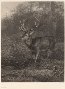 Cerf Dix-Cors. od Karl Bodmer