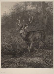 Jelen desaterohý od Karl Bodmer