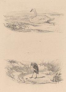 Labuť, volavka. od Karl Bodmer