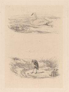 labuť, volavka od Karl Bodmer
