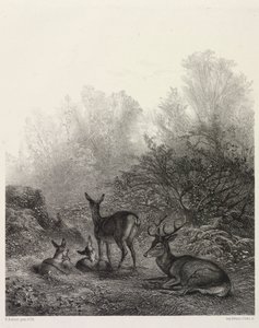 Jelen v klidu. od Karl Bodmer