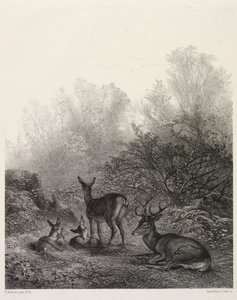 Jelen v klidu od Karl Bodmer