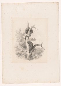 Tři medvědi na stromě Krajiny se zvířaty (název série) od Karl Bodmer