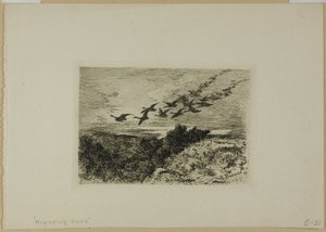 Létající husy od Karl Bodmer