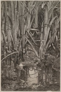 Žáby v bažině od Karl Bodmer