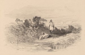 Volavky. od Karl Bodmer