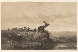 Ráno. Jelen a laně od Karl Bodmer