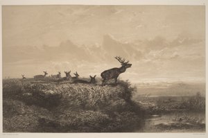 Ráno. Jelen a laně od Karl Bodmer