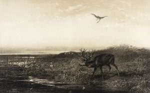 Večer: jelen a volavky od Karl Bodmer